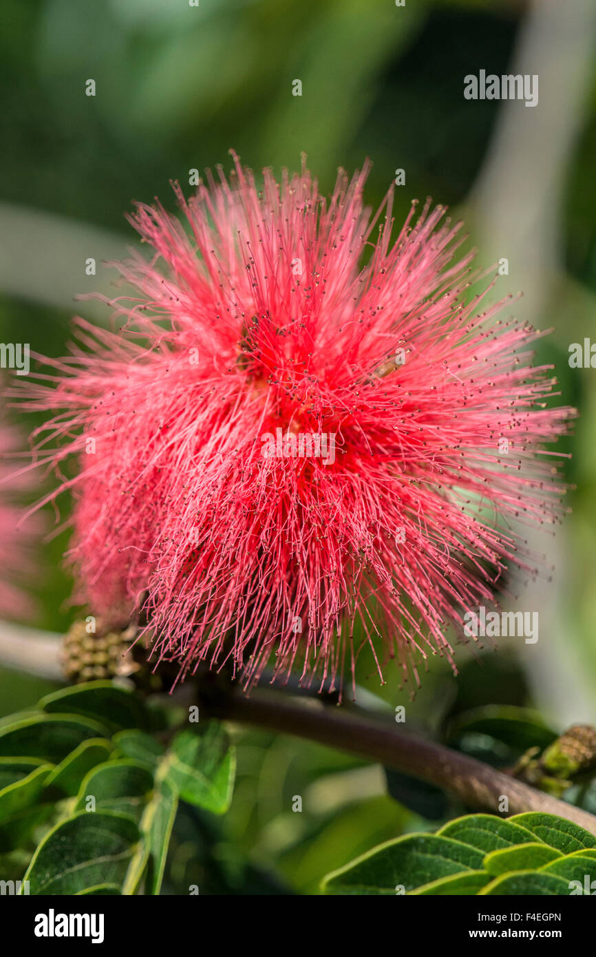 USA, Florida, New Smyrna Beach, Calliandra, Powder Puff Plant Stock Photo Alamy