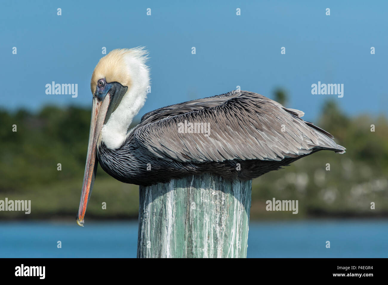 USA, Florida, New Smyrna Beach, pelican roosting on pylon Stock Photo