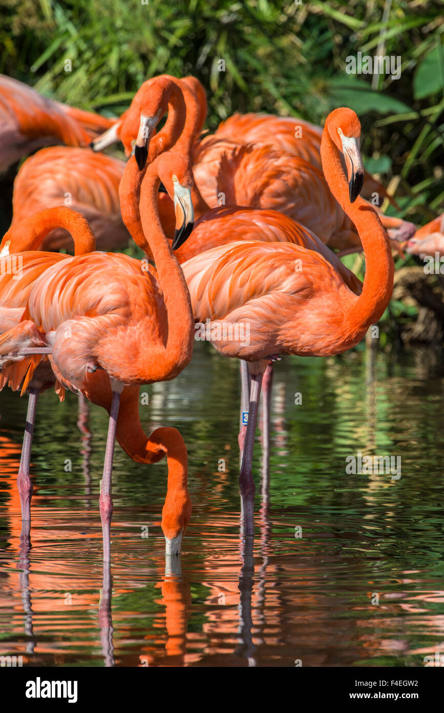 USA, Florida, Orlando, Pink Flamingos, Gatorland (Large format sizes available). Stock Photo