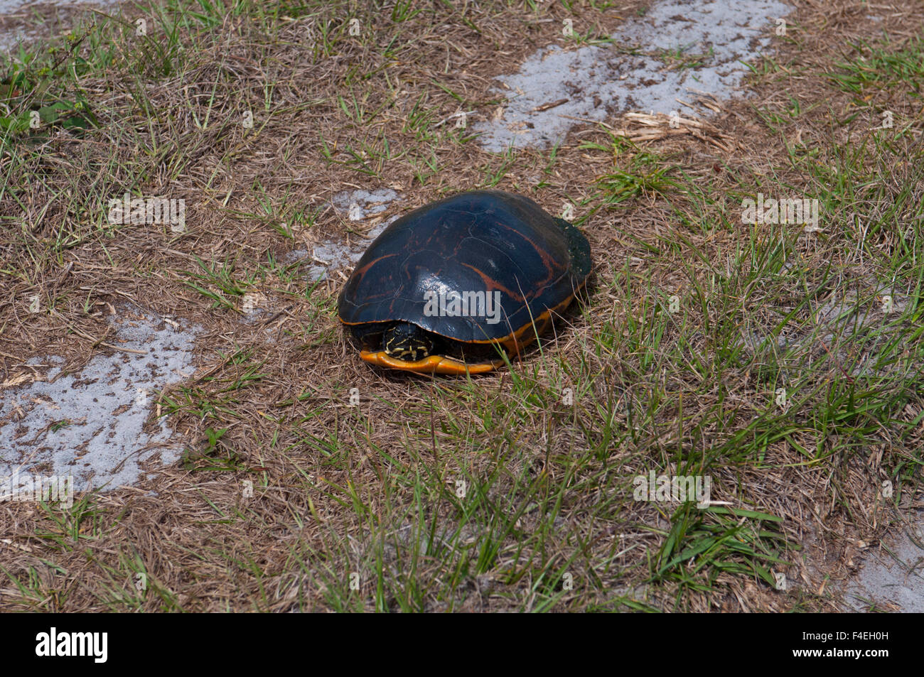 North America, USA, Florida, Immokalee, Red-bellied Cooter Stock Photo