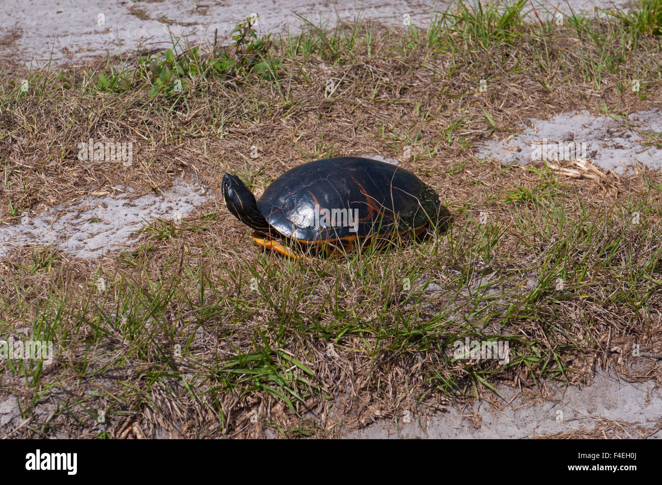 North America, USA, Florida, Immokalee, Red-bellied Cooter Stock Photo