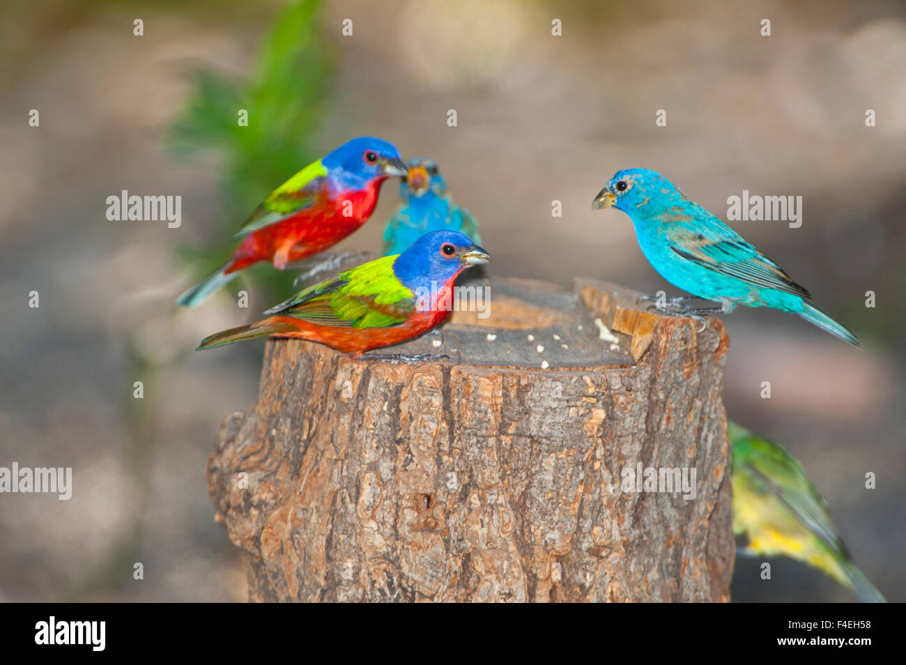 Indigo bunting male and female hires stock photography and images Alamy