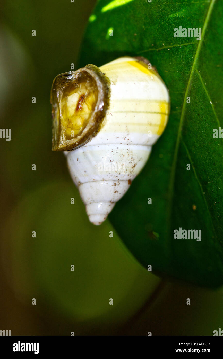 USA, Florida, Everglades National Park Liguus Snail. UNESCO World