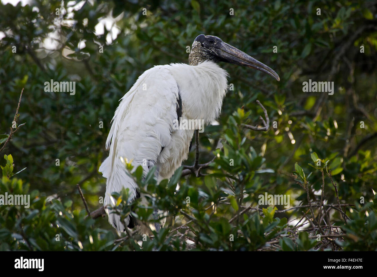 USA, Florida, St. Augustine Alligator Farm wild Wood stork. Stock Photo