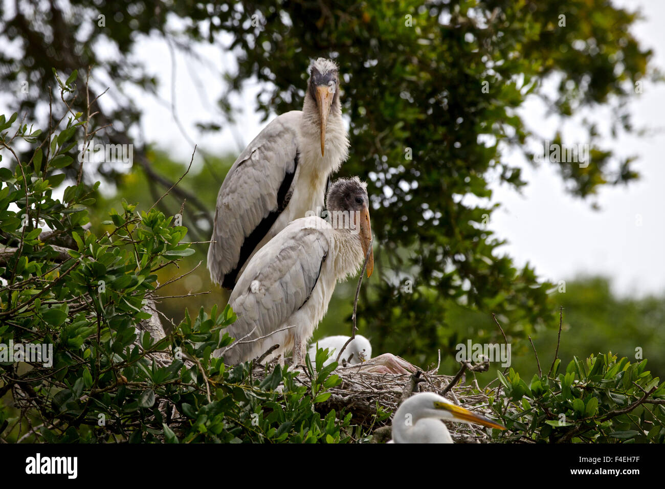 USA, Florida, St. Augustine Alligator Farm wild. Wood stork. Stock Photo