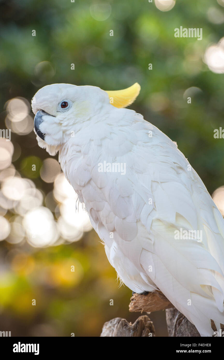 USA, Florida, Orlando. White Cockatoo at Gatorland Stock Photo Alamy