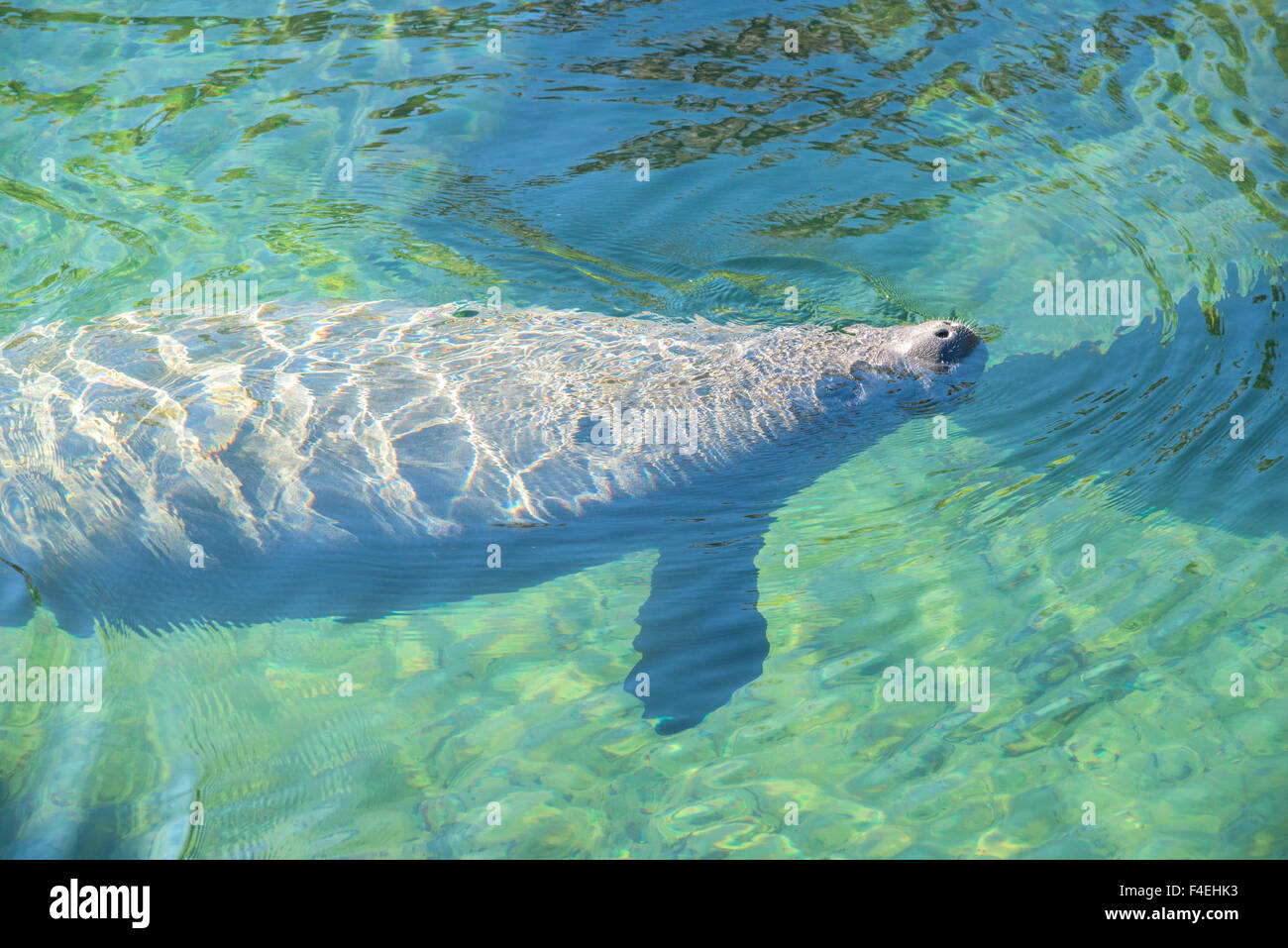 USA, Florida, Orange City, Blue Spring State Park, manatee (Large