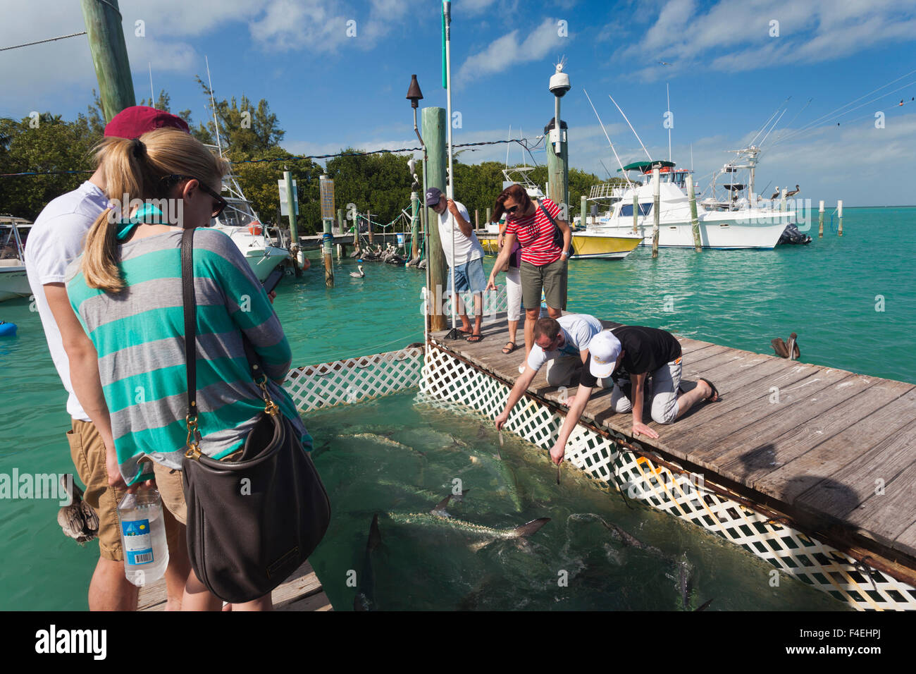 USA, Florida, Florida Keys, Islamorada, Robbie's Marina, feeding pen