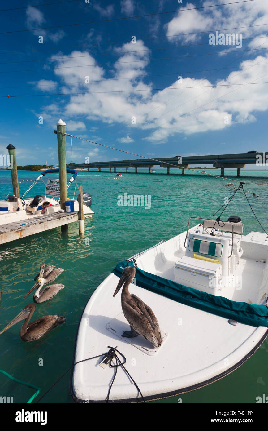 USA, Florida, Florida Keys, Islamorada, Robbie's Marina Stock Photo Alamy