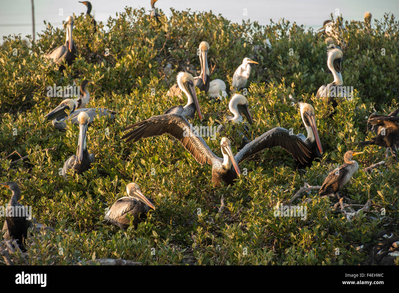USA, Florida, New Smyrna Beach, Brown Pelicans in rookery Stock Photo