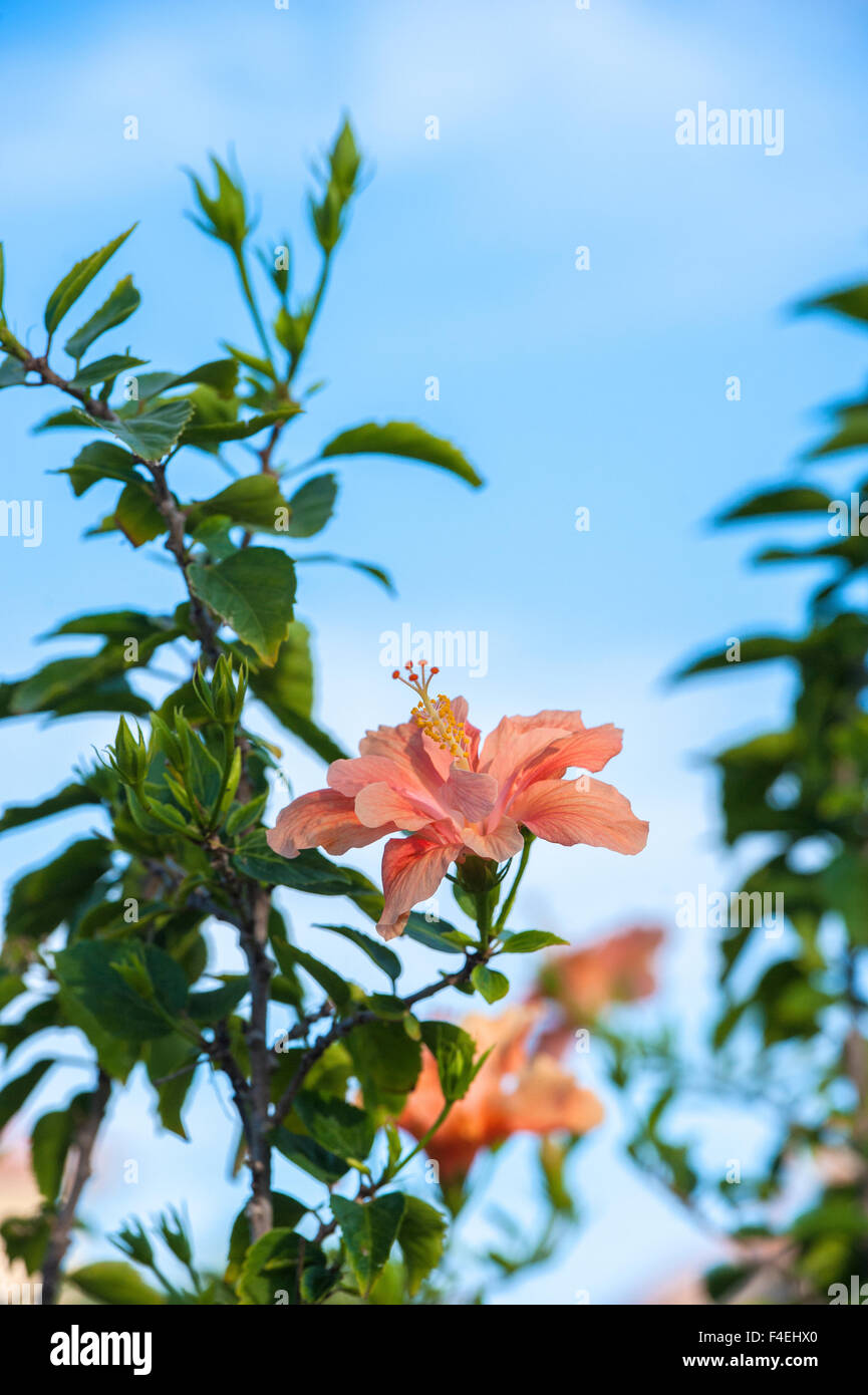 Malvaceae peach hibiscus hi-res stock photography and images - Alamy