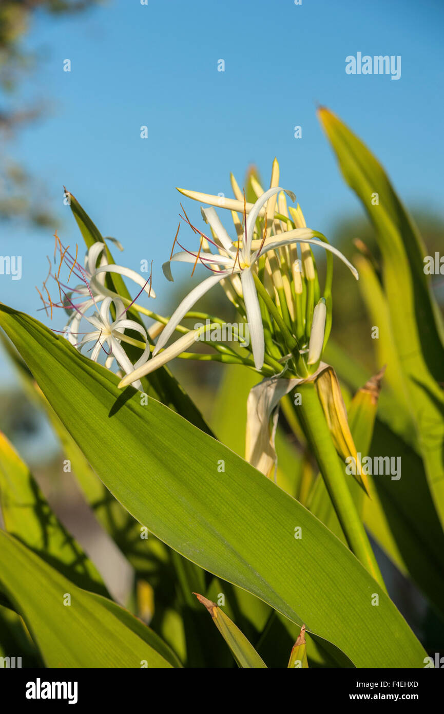 USA, Florida, New Smyrna Beach, swamp lily Stock Photo Alamy