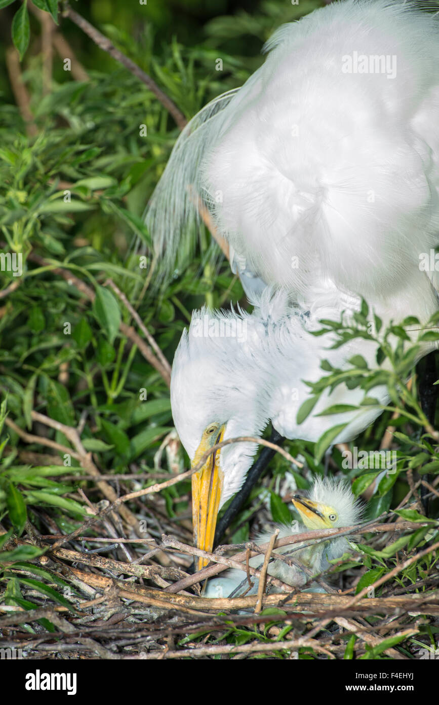 USA, Florida, Orlando. Great Egret and baby egret at Gatorland. (Large ...