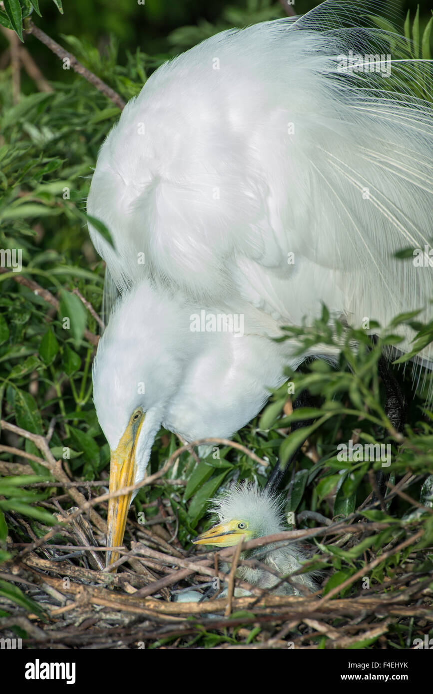 USA, Florida, Orlando. Great Egret and baby egret at Gatorland. (Large ...