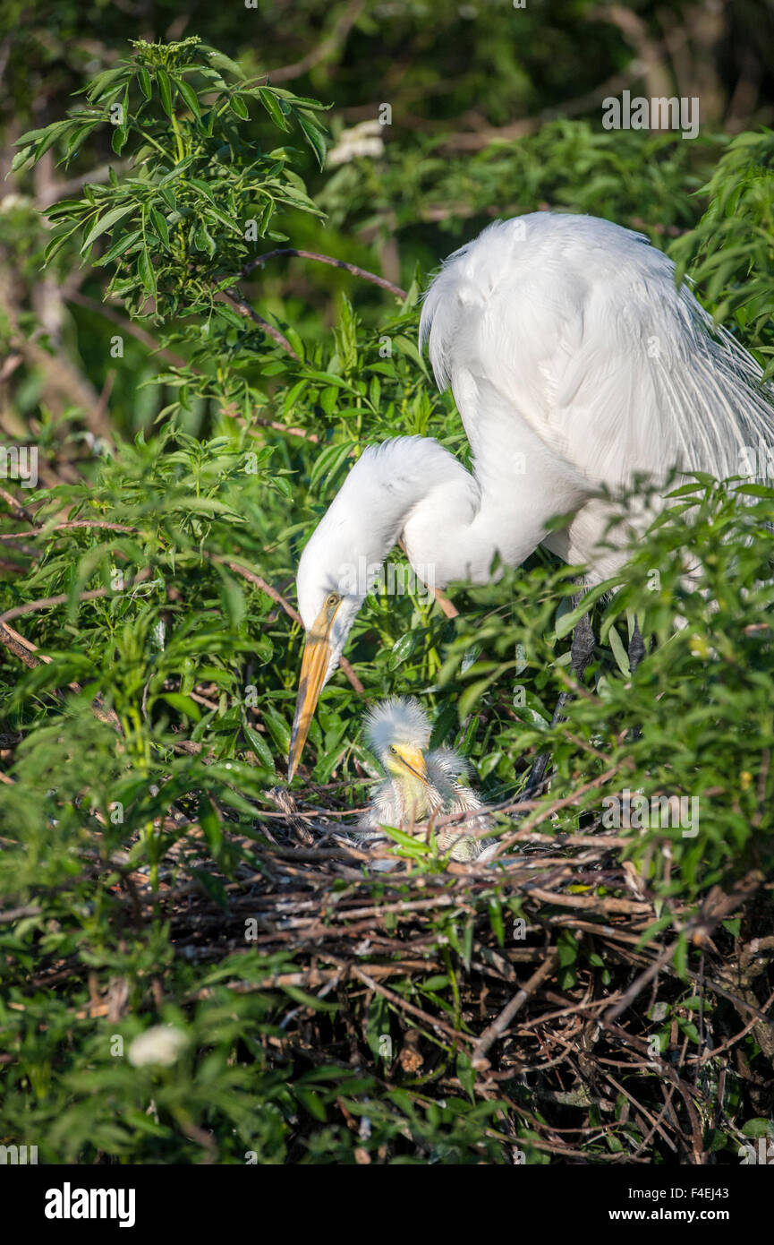 USA, Florida, Orlando, Great Egret and baby egret, Gatorland Stock ...