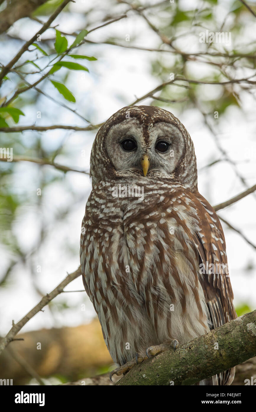 Adult Barred Owl, Strix varia, in an oak tree hammock, Florida Stock Photo