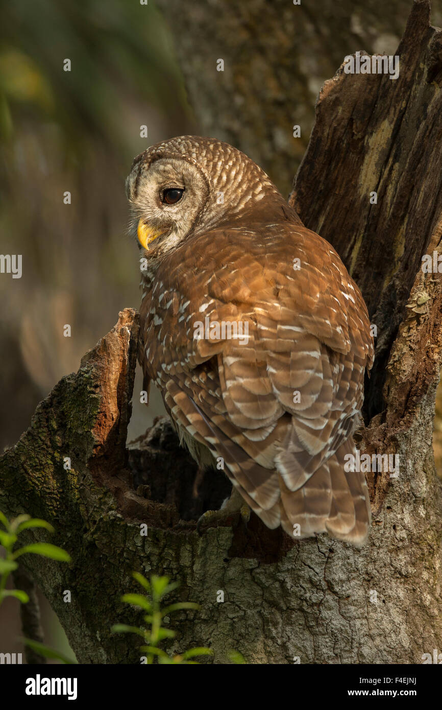 Adult Barred Owl, Strix varia, at nest with baby below in oak tree hammock, Florida Stock Photo