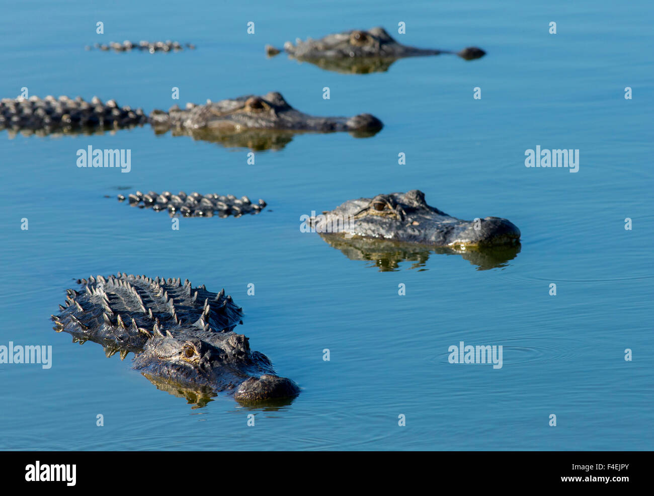 American Alligators at deep hole in the Myakka River, One of the