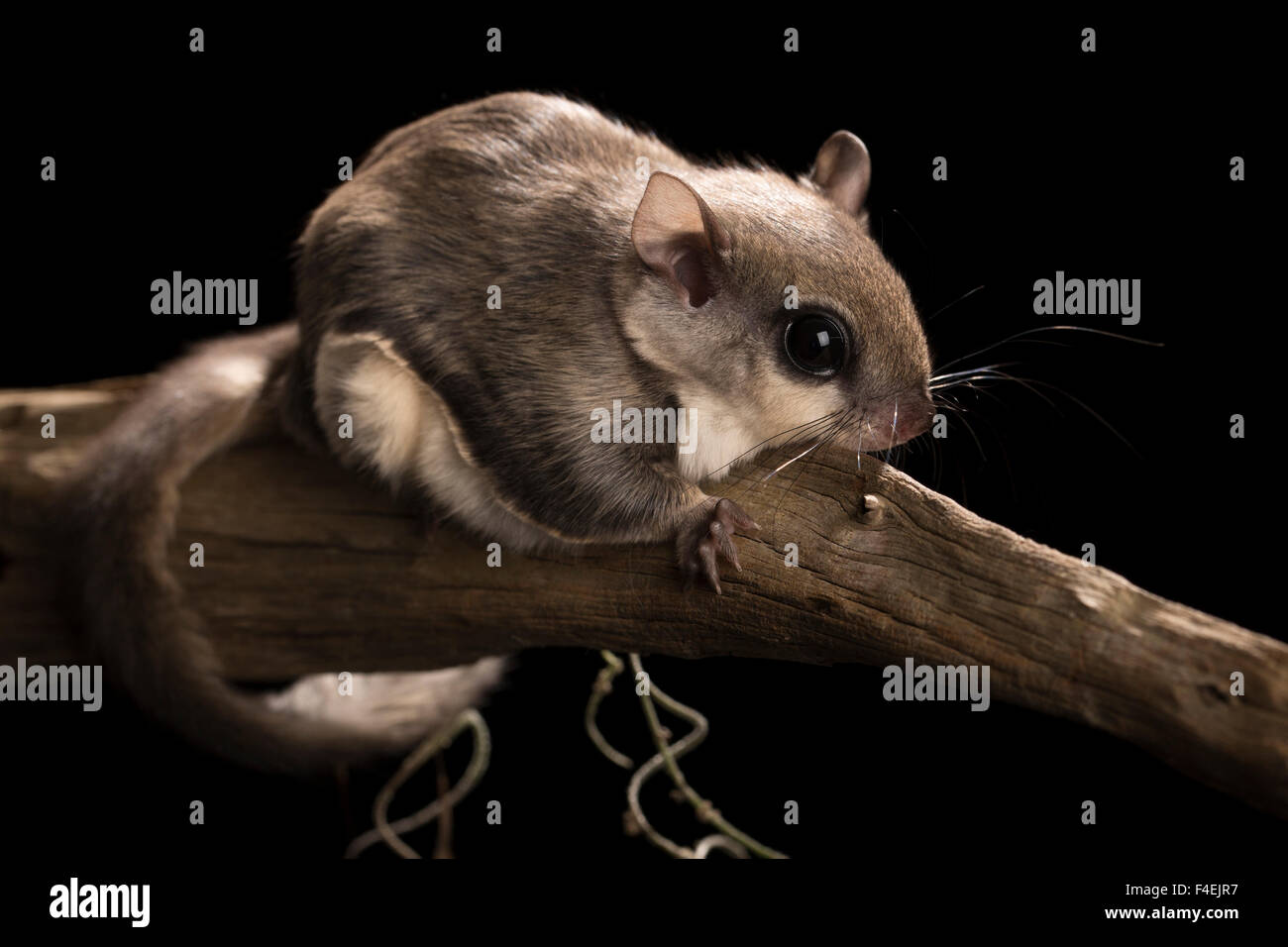 Southern flying squirrel, volans, controlled situation