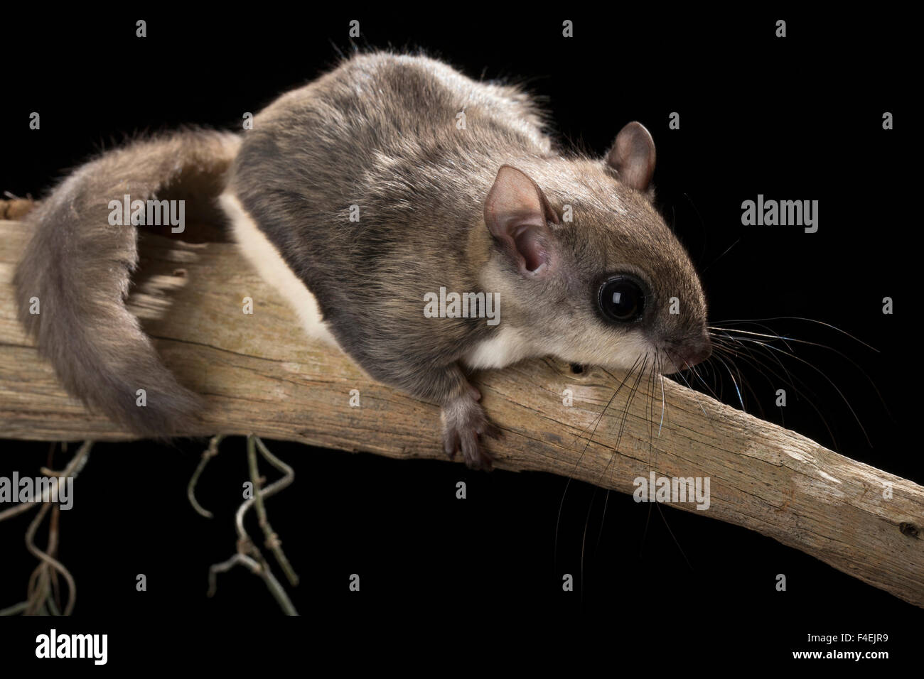Southern flying squirrel, volans, controlled situation