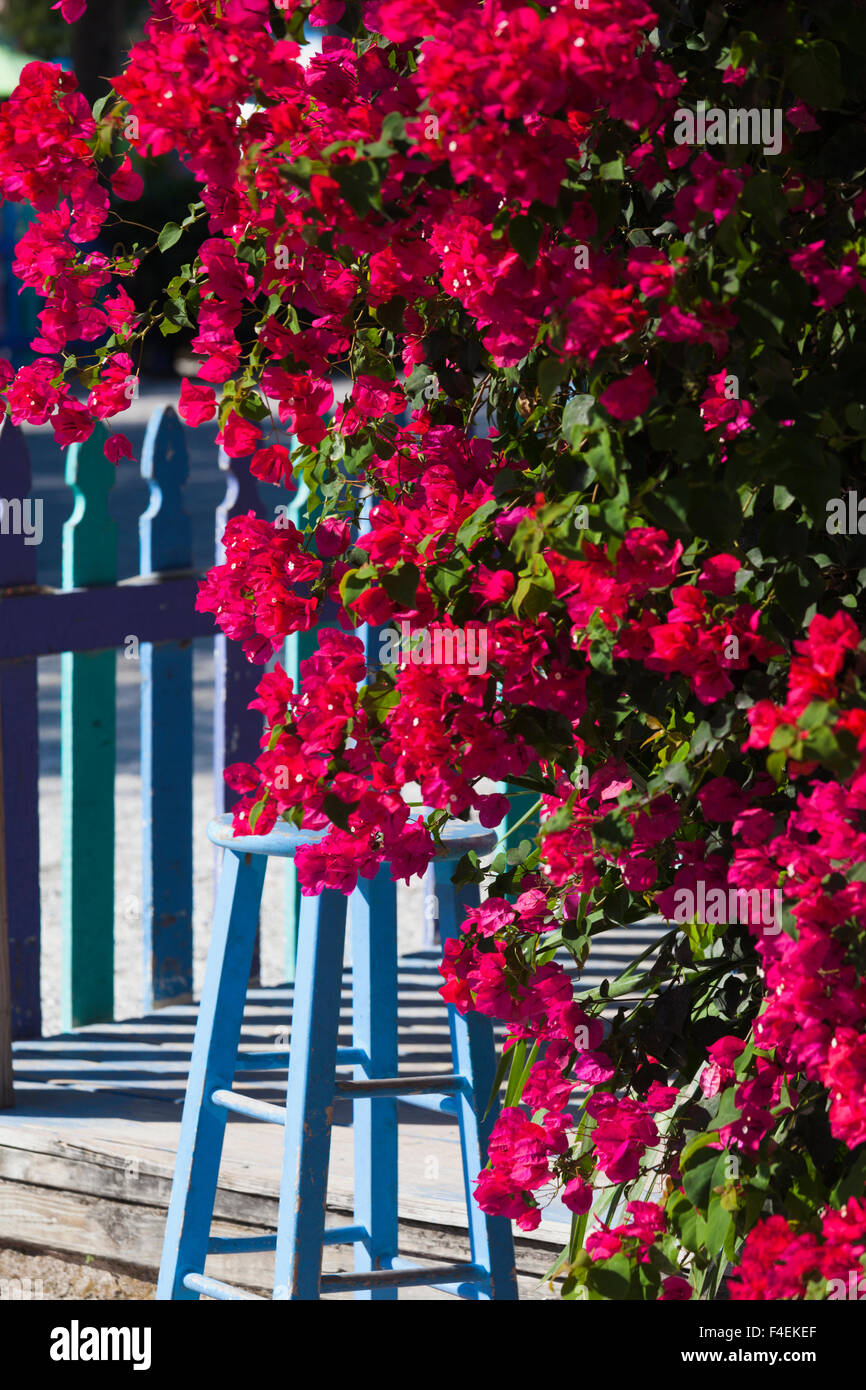 USA, Florida, Gulf Coast, Captiva Island, bougainvillea Stock Photo Alamy