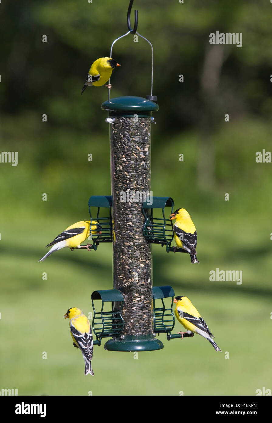 American Goldfinches Carduelis Tristis On Squirrel Proof Caged
