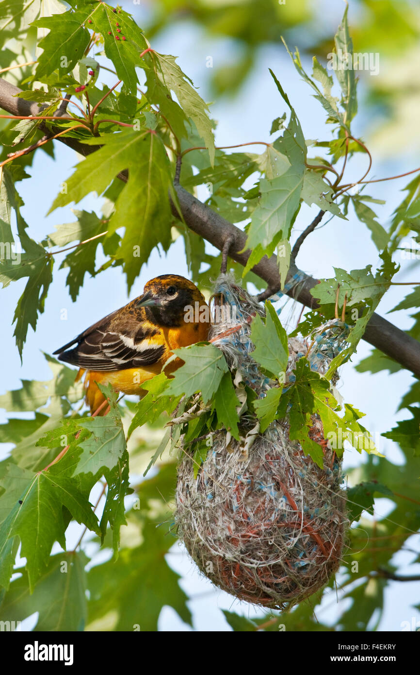 Baltimore Oriole (Icterus galbula) female at nest, Marion, Illinois