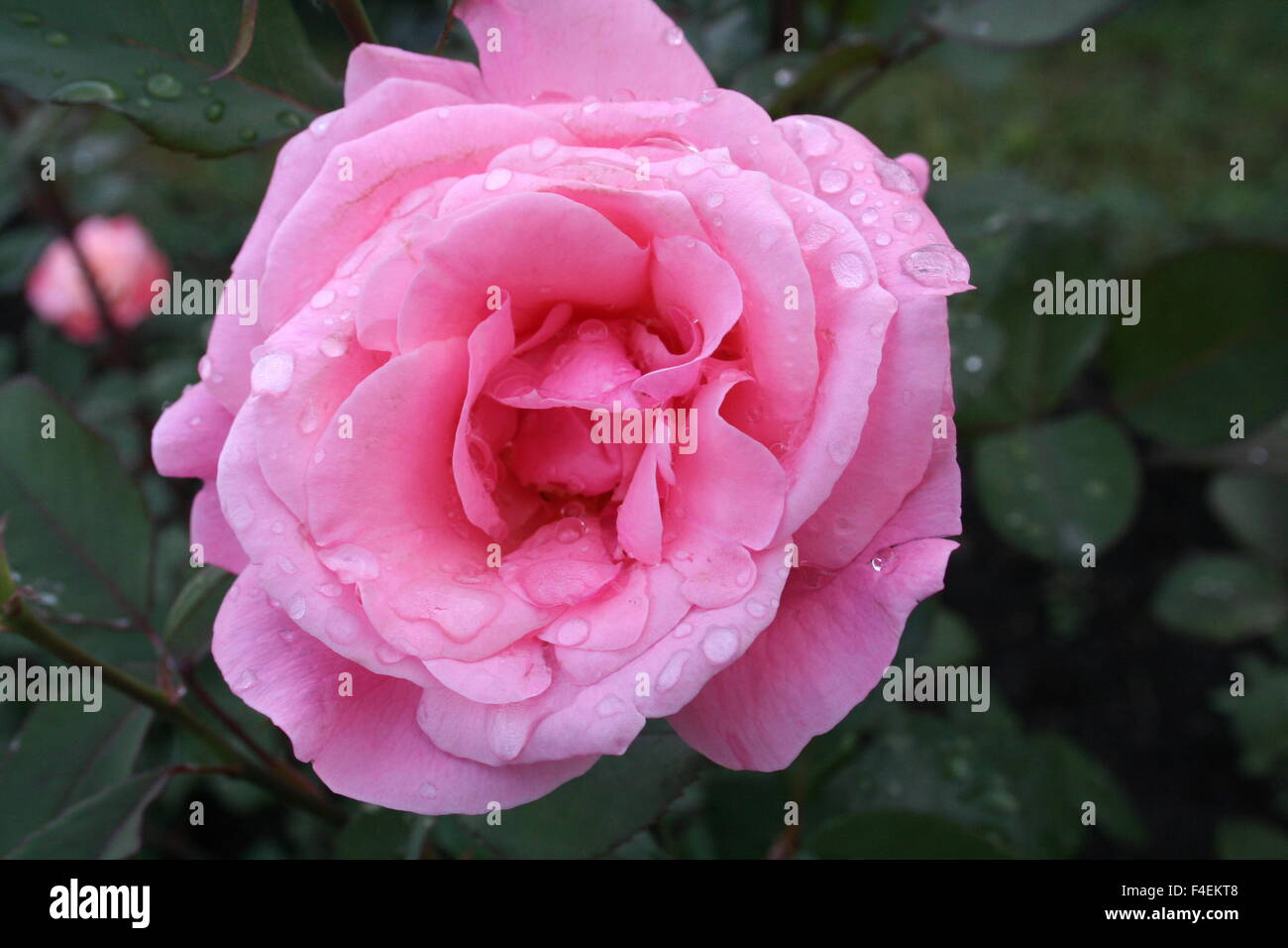 Close up of pink rose with water droplets Stock Photo - Alamy