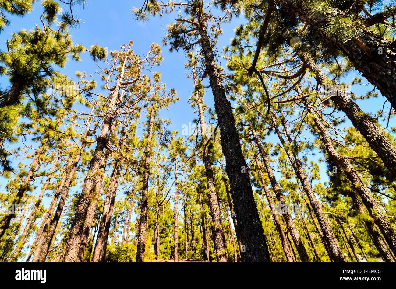 Very High Pine Wood Forest Stock Photo - Alamy