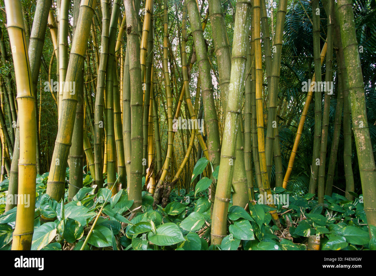 Bamboo (Bambusa vulgaris L. Vittata) Grove, Allerton Garden, National Tropical Botanical Garden, Kauai, Hawaii, USA. Stock Photo