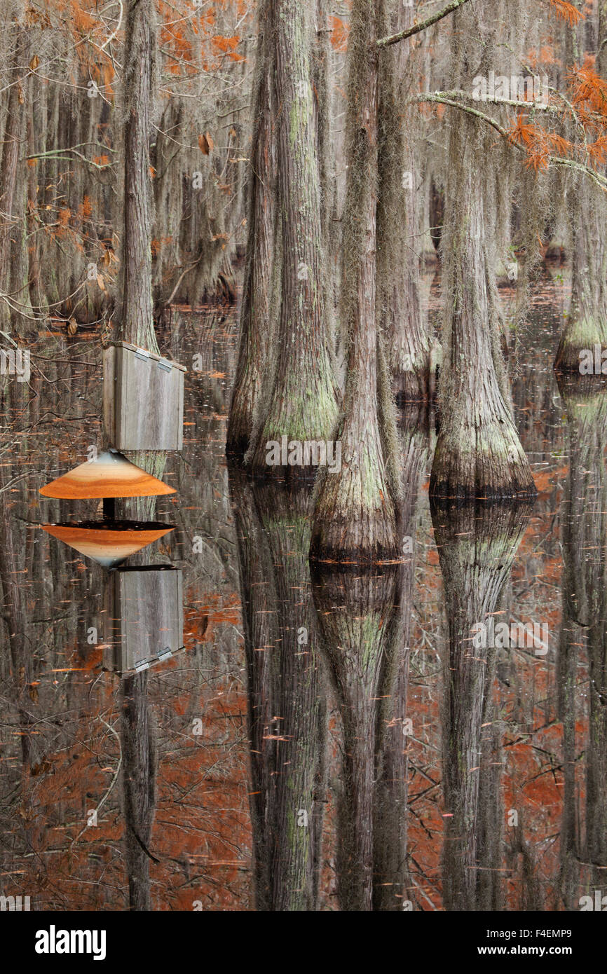 USA, Duck house in a cypress swamp Stock Photo Alamy