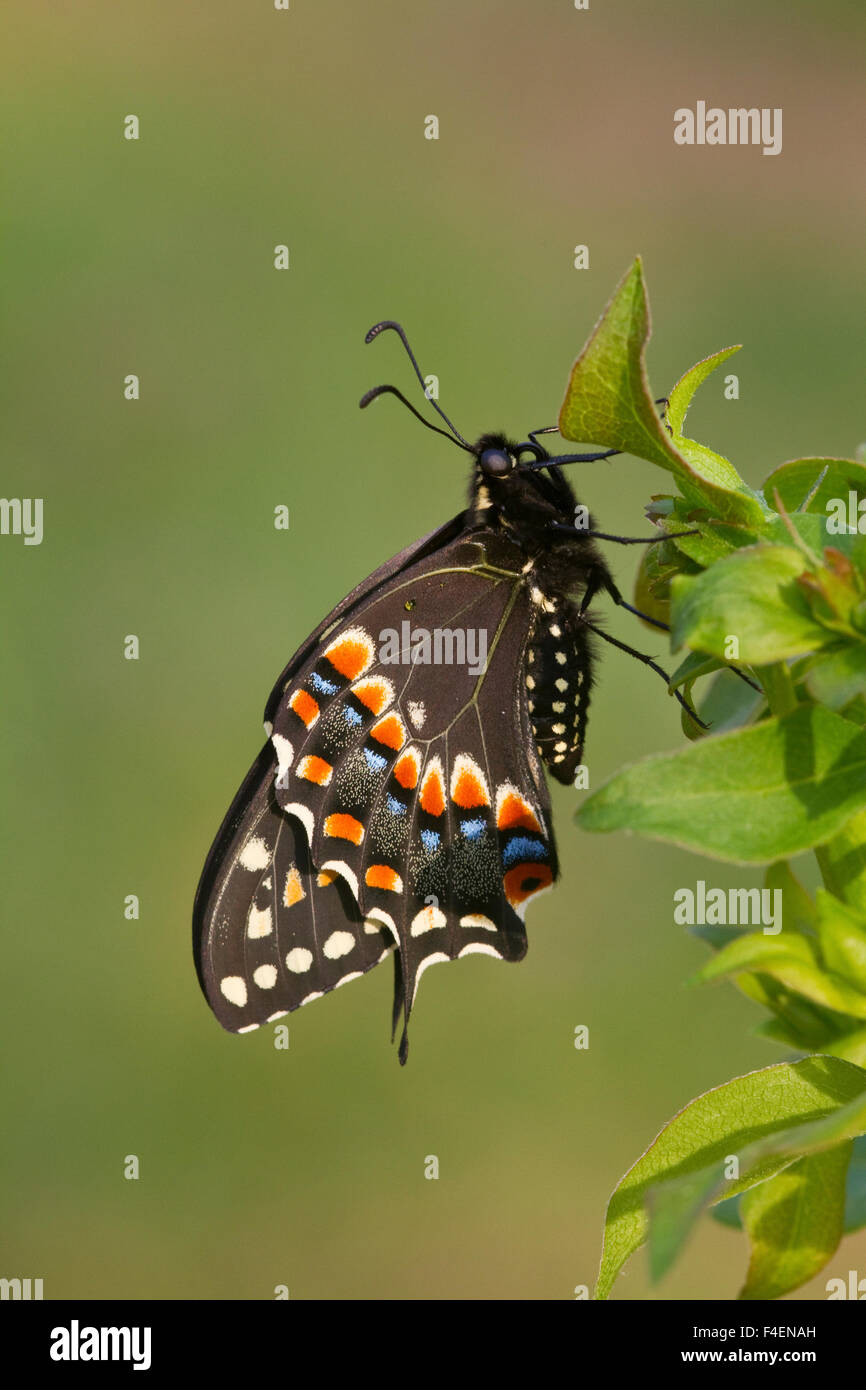 Black Swallowtail butterfly (Papilio polyxenes) male Marion, Illinois, USA. Stock Photo