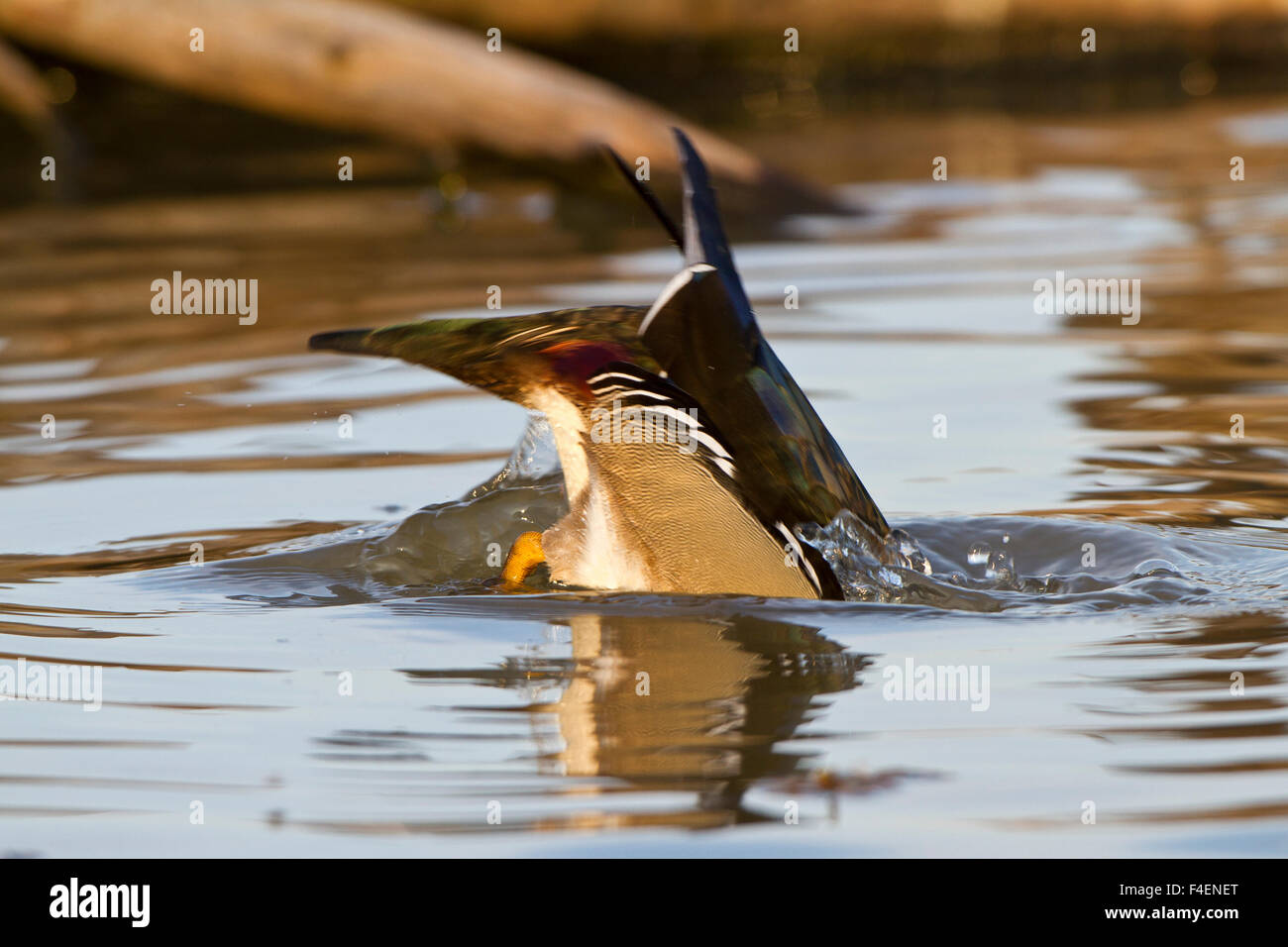 Wood Duck (Aix sponsa) male feeding in wetland, Marion Co. IL Stock Photo