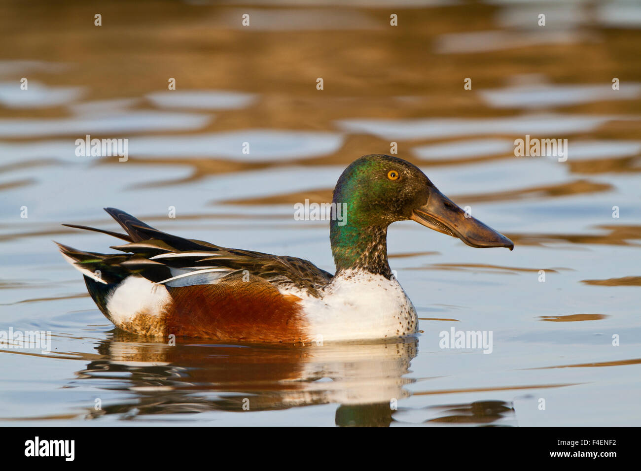 Northern Shoveler (Anas clypeata) male in wetland, Marion Co. IL Stock Photo