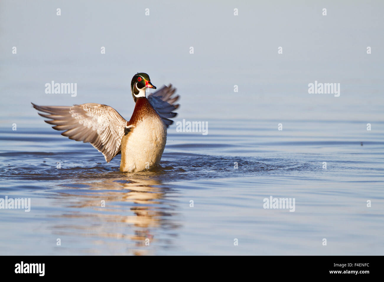 Wood Duck (Aix sponsa) male flapping wings in wetland, Marion Co. IL Stock Photo