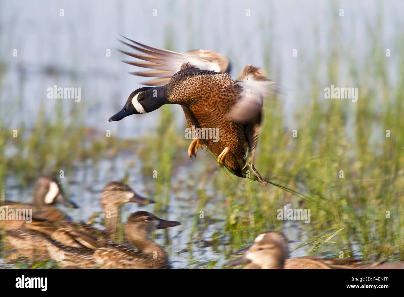 Blue-winged Teal (Anas discors) male in flight landing, Marion Co. IL Stock Photo