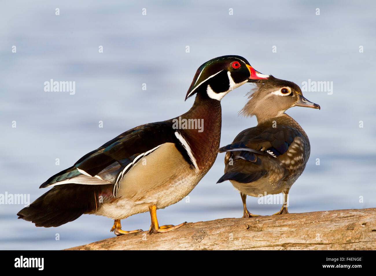 Wood Duck (Aix sponsa) male and female mutual preening on log in wetland, Marion Co. IL Stock Photo