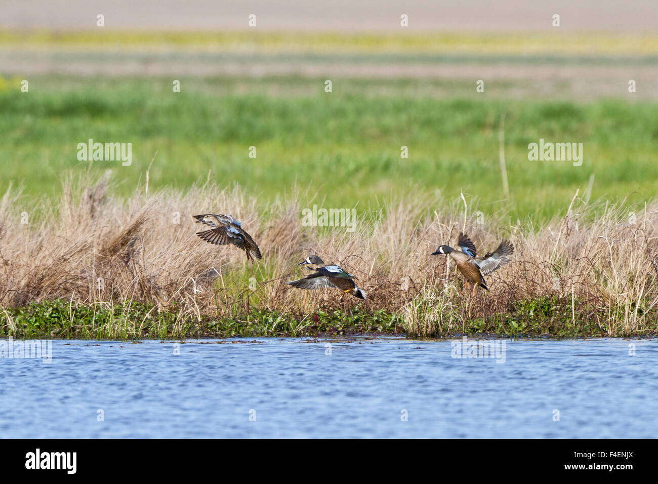 Blue-winged Teal (Anas discors) in flight at wetland, Marion, Illinois, USA. Stock Photo