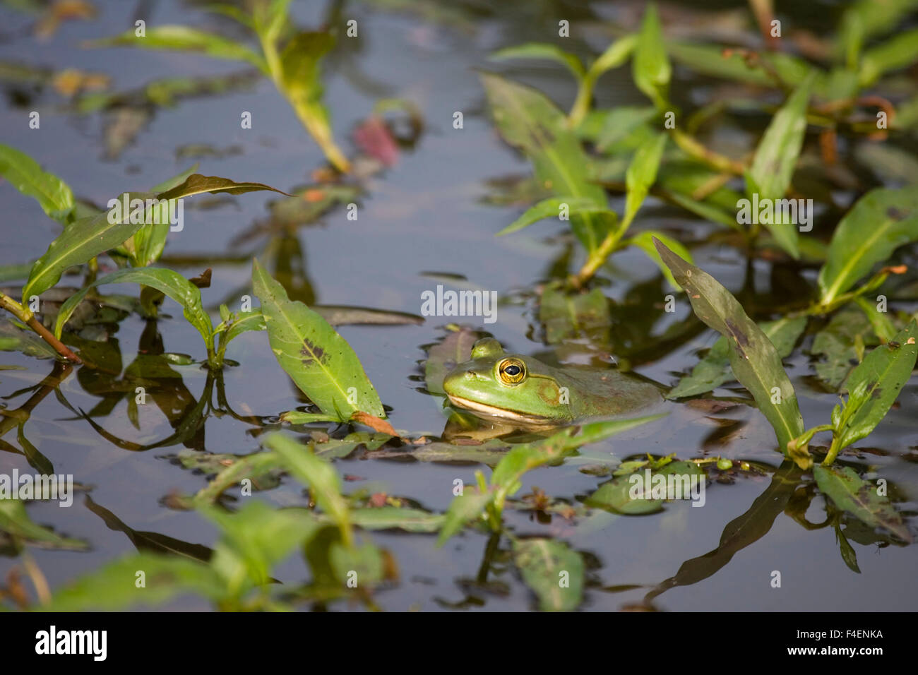 Bullfrog (Rana catesbeiana) in wetland, Marion, Illinois, USA. Stock Photo