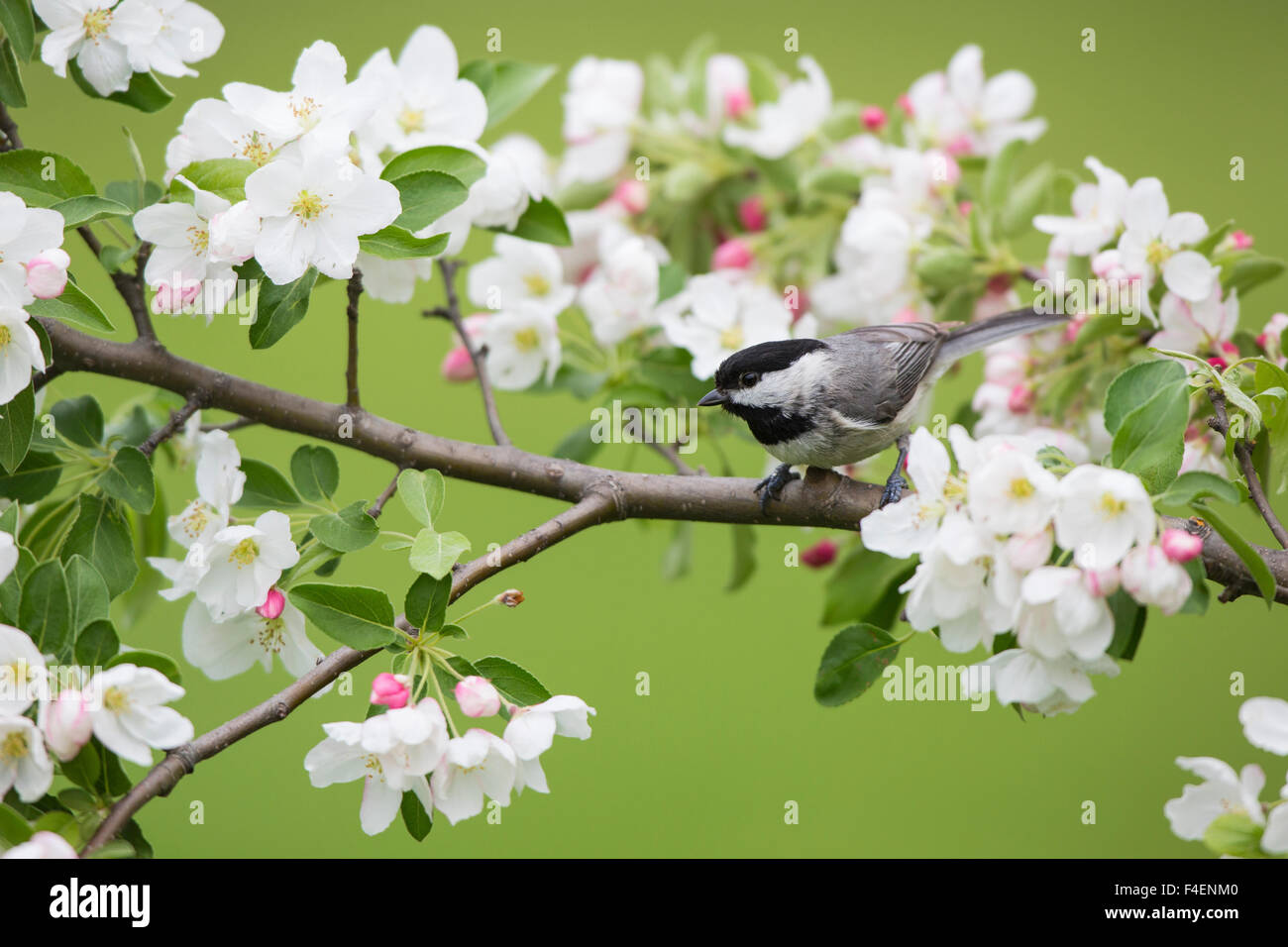 Carolina Chickadee (Poecile carolinensis) in Crabapple tree (Malus sp ...