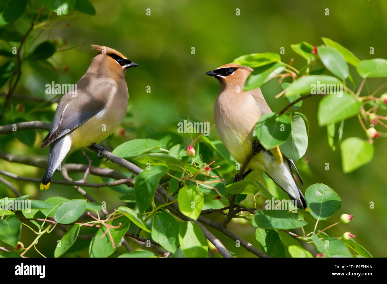 Cedar Waxwings (Bombycilla cedrorum) eating berries in Serviceberry ...