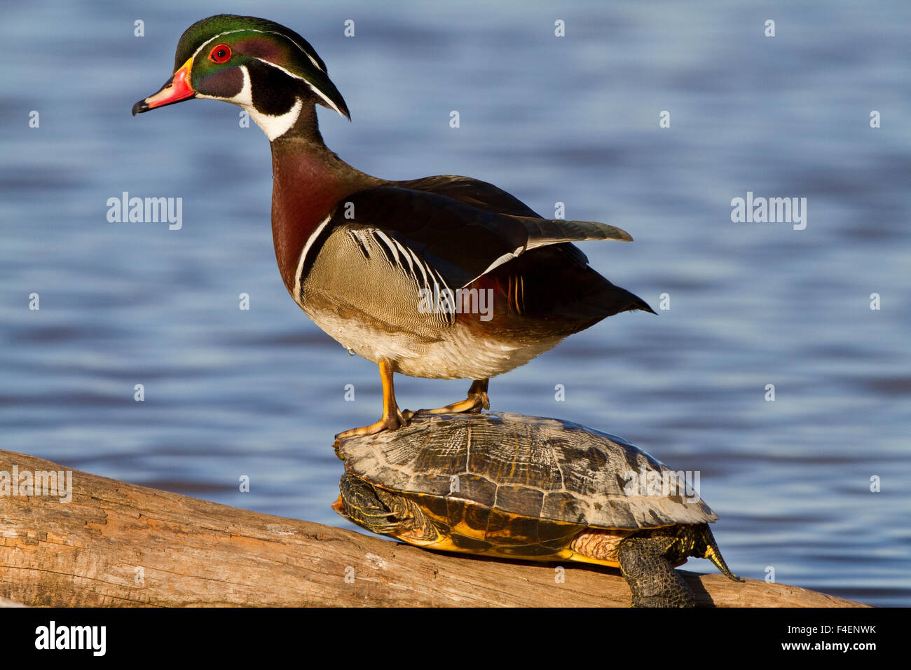Wood Duck (Aix sponsa) male standing on Red-eared Slider (Trachemys scripta elegans) on log in wetland, Marion Co. IL Stock Photo
