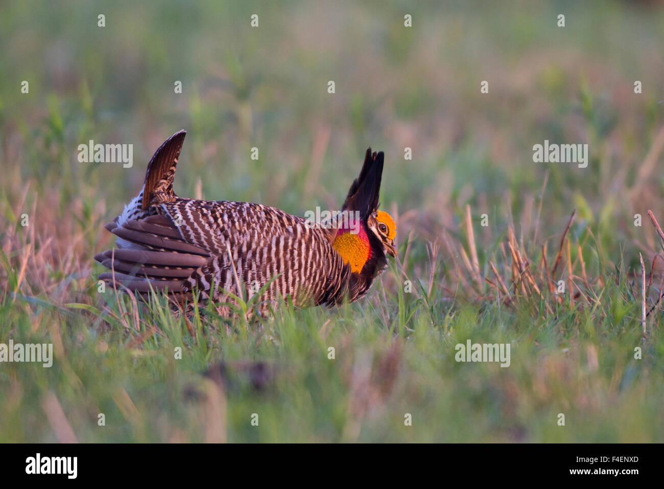 Greater Prairie-Chicken (Tympanuchus cupido) male booming--mating display on lek Prairie Ridge State Natural Area, Marion Co. IL Stock Photo