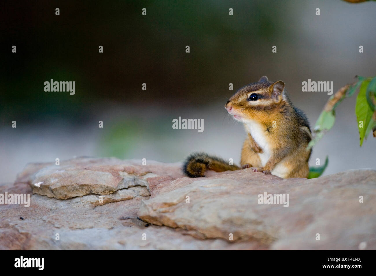 Eastern Chipmunk (Tamias striatus) Marion Co. IL Stock Photo Alamy
