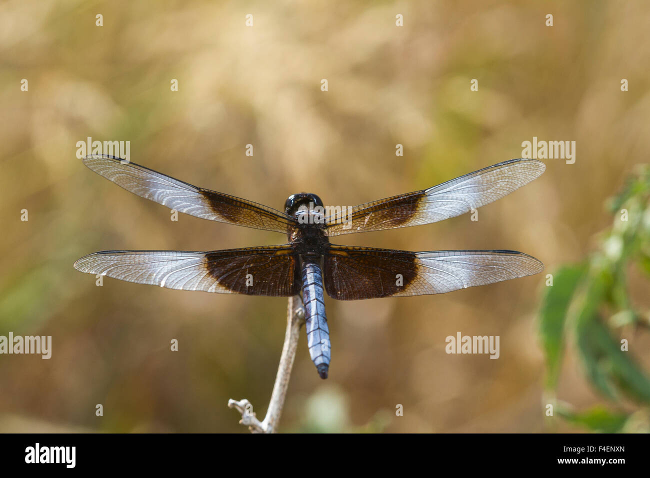 Male Widow Skimmer High Resolution Stock Photography and Images - Alamy