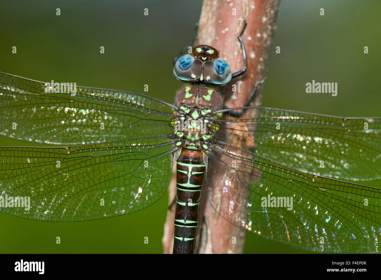 Swamp Darner (Epiaeschna heros) male perched on branch, Clay Co. IL Stock Photo