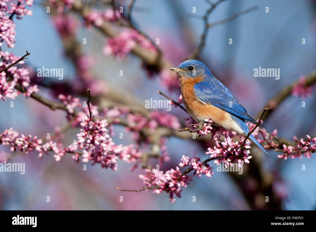 Eastern Bluebird (Sialia sialis) male in Eastern Redbud (Cercis