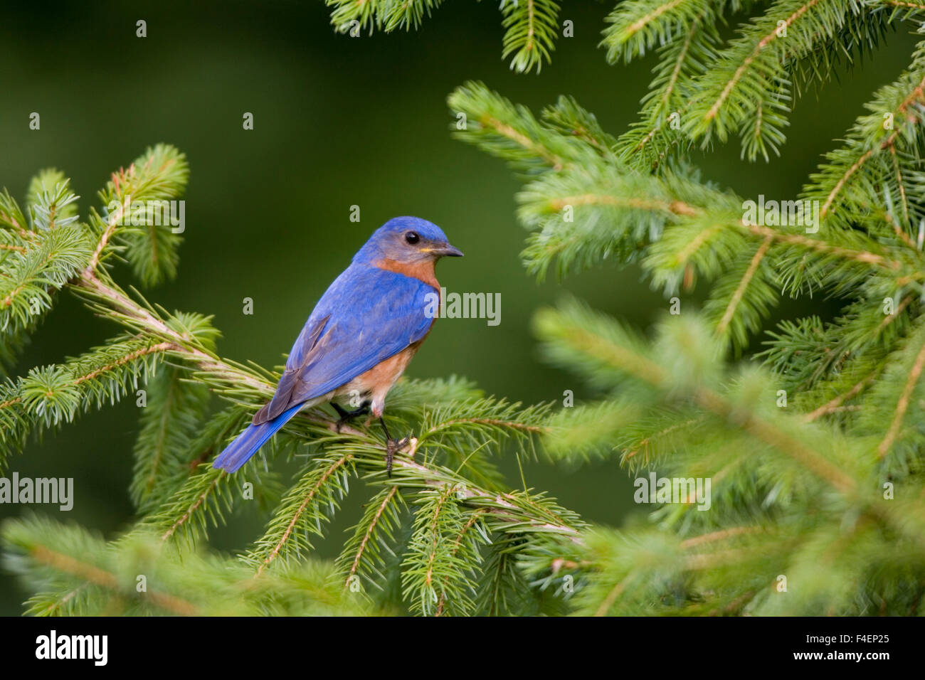 Eastern Bluebird (Sialia sialis) male in Serbian Spruce (Picea omorika