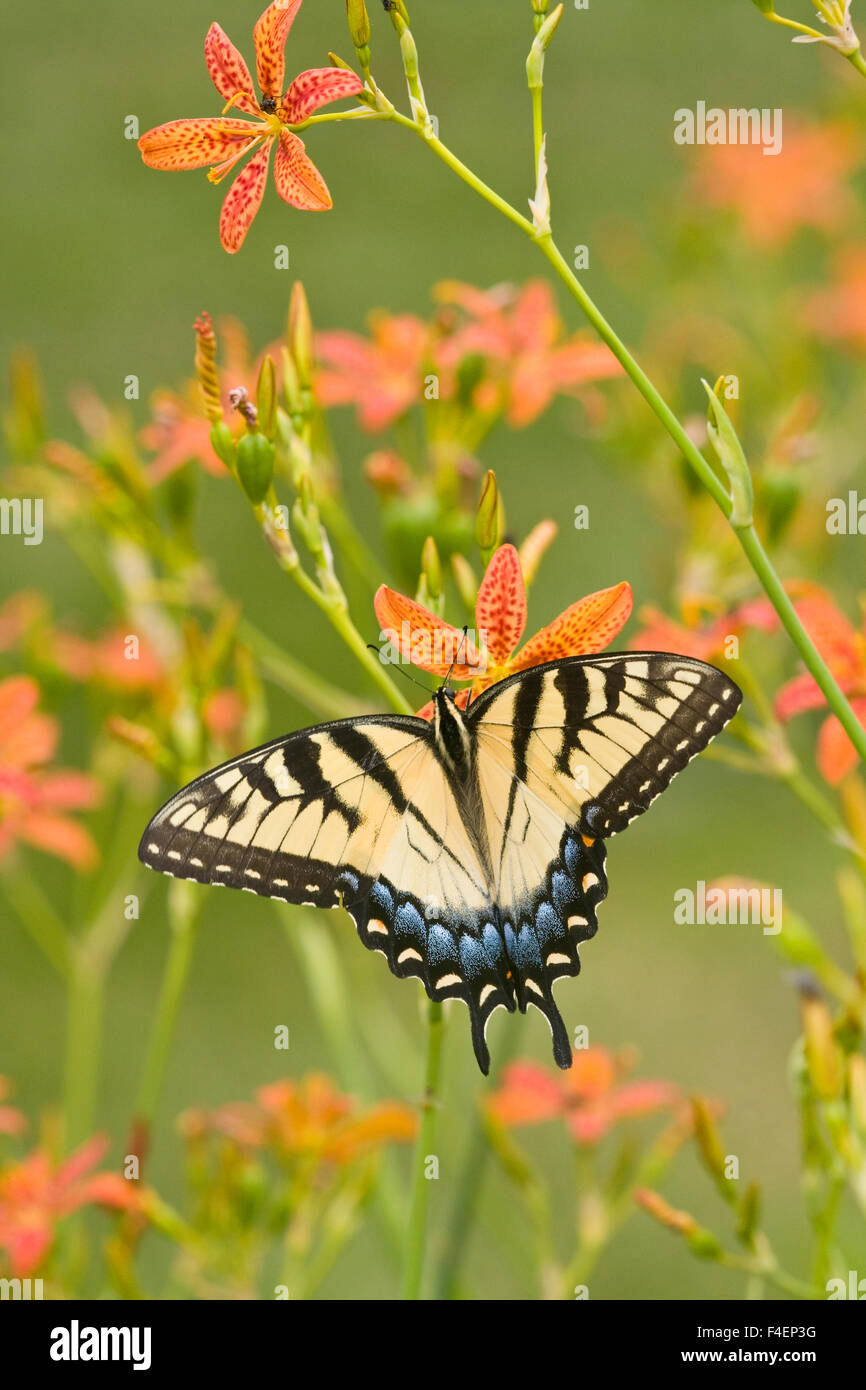 Eastern Tiger Swallowtail (Papilio glaucus) on Blackberry Lily