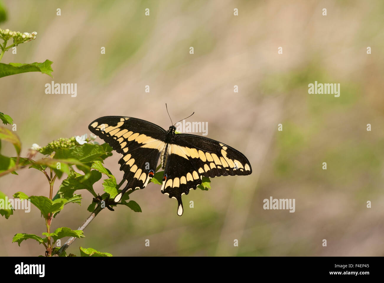 Giant Swallowtail (Papilio cresphontes), Marion, Illinois, USA. Stock Photo
